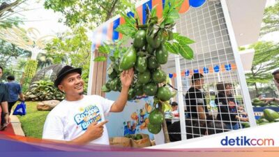 Suksesnya Budidaya Alpukat Melalui BRI Klasterku Hidupku