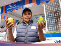 BRImo Permudah Transkaksi Jual Beli Petani Mangga di Bondowoso