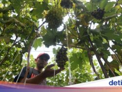 Wisata Petik Anggur di Kebun Rumah Kaca Klaten