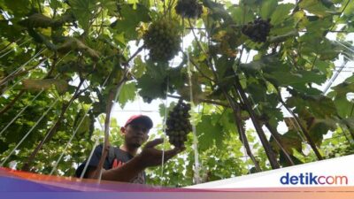 Wisata Petik Anggur di Kebun Rumah Kaca Klaten