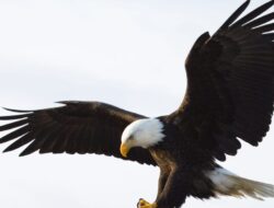 Elang Botak Resmi Menjadi Burung Nasional AS Minggu Ini