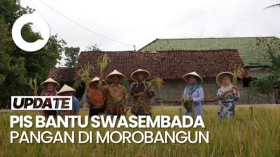 Video Target PIS Tingkatkan Produksi Panen Raya di Morobangun: 20-40%