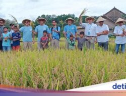 PIS Gelar Panen Raya di Sleman, Bantu Petani Tingkatkan Produksi 20%