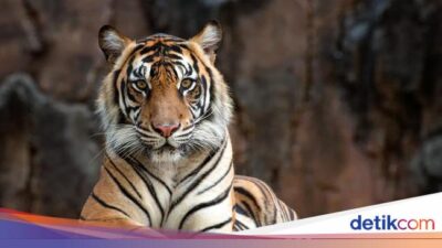 Aneh tapi Nyata! Kebun Binatang Ini Jual Urin Harimau Rp 112 Ribu buat Obat