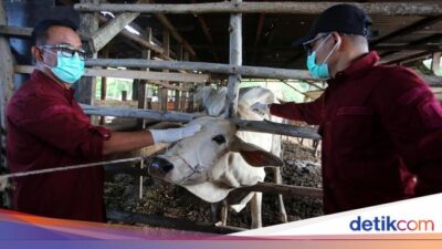 Mengintip Vaksinasi Sapi untuk Pencegahan PMK