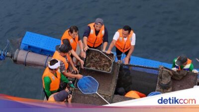 Panen Perdana Lobster di Jembrana Bali, KKP: Langkah Maju Budidaya Nasional