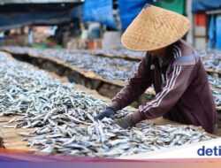 Produksi Ikan Asin di Muara Angke Menurun Akibat Cuaca Tidak Menentu
