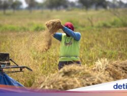 Harga Gabah di Banyuasin Anjlok, Pemkab Sebut Serapan Bulog Belum Maksimal